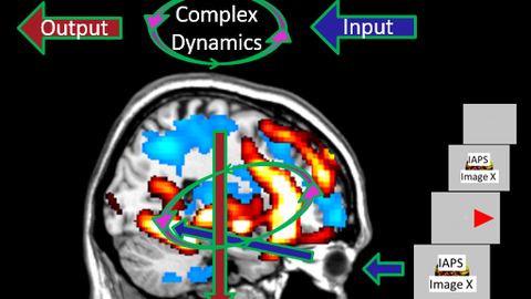 Brain Dynamics