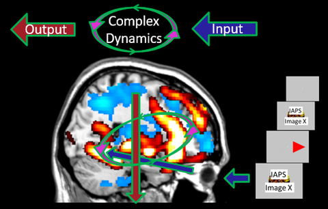 Brain Dynamics