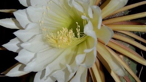 Foto der großen weißen Blüte des Kaktus "Königin der Nacht"