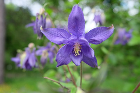 violette, einzelne Akeleiblüte mit goldgelben Pollen und gelbgrüner Narbe