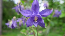 violette, einzelne Akeleiblüte mit goldgelben Pollen und gelbgrüner Narbe