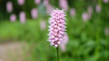 zylindrischer rosafarbener Blütenstand
