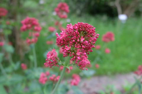 Trugdolden mit dunkel rosaroteb Blüten