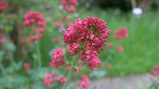 Trugdolden mit dunkel rosaroteb Blüten