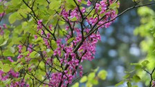 Zweige mit purpurrosanen Blüten und hellgrünen herz- bis nierenförmigen Blättern