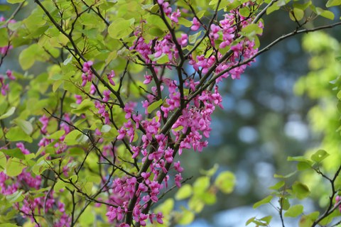Zweige mit purpurrosanen Blüten und hellgrünen herz- bis nierenförmigen Blättern