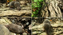 Collage mit vier Bilder einer Spitzmaus auf Baumstämmen