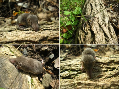 Collage mit vier Bilder einer Spitzmaus auf Baumstämmen