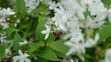 weiße, sternförmige Blüten, auf denen eine Honigbiene sitzt