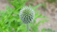 silbrig-grüner, kugeliger Blütenstand mit noch geschlossenen Blüten