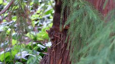 Eichhörnchen mit Rindestücken im Mund an Stamm mit rotbrauner Rinde