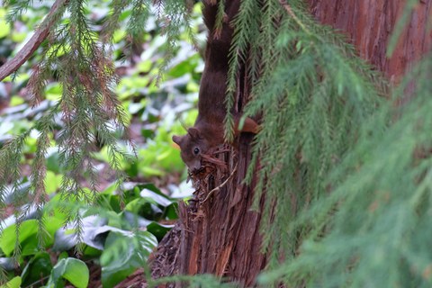 Eichhörnchen mit Rindestücken im Mund an Stamm mit rotbrauner Rinde