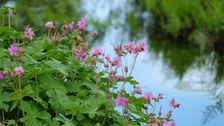 Storchschnabelgewächs mit rosafrabenen Blüte am Ufer eines Sees