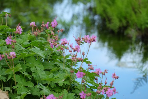Storchschnabelgewächs mit rosafrabenen Blüte am Ufer eines Sees