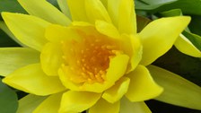 gelbe Seerosenblüte