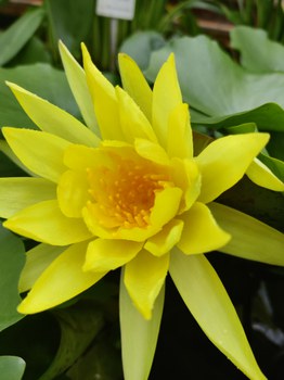 gelbe Seerosenblüte
