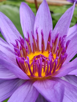 violette bis blaue Seerosenblüte