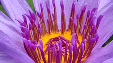 violette bis blaue Seerosenblüte
