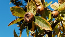 apfelähnliche, goldbraune Früchte