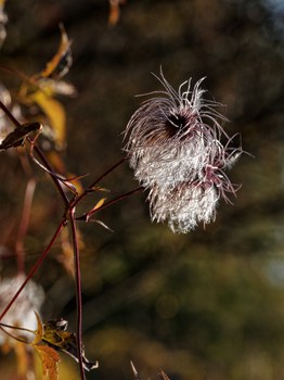 silbrig, flauschige Fruchstände 