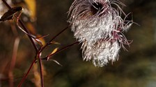 silbrig, flauschige Fruchstände 
