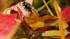 Wespe wärmt sich in der Sonne auf rötlichem Laub auf