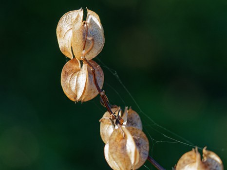 physalisähnliche Früchte, aber kugeliger