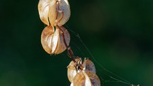 physalisähnliche Früchte, aber kugeliger