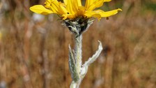 Sonnenblume mit silbrig behaarten Blättern und Stängeln