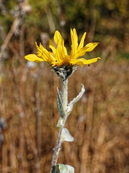 Sonnenblume mit silbrig behaarten Blättern und Stängeln