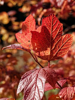 dreilappige, rote Laubblätter