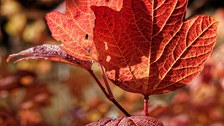 dreilappige, rote Laubblätter