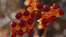 gelbe, geöffnete Kapselfrüchte zeigen die innenliegenden, fleischig rot ummantelten Samen