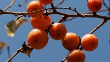 kugelförmige, orangfarbene Früchte hängen an Ästen