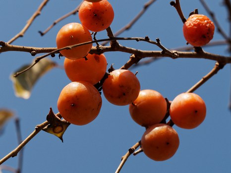 kugelförmige, orangfarbene Früchte hängen an Ästen