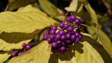 violette, beerenähnliche Früchte umgeben von gelben, ovalen Blättern
