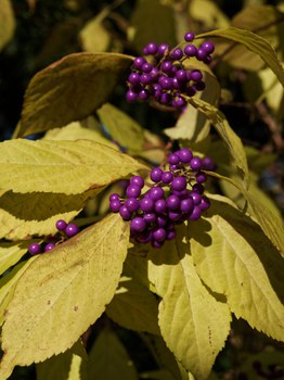 violette, beerenähnliche Früchte umgeben von gelben, ovalen Blättern