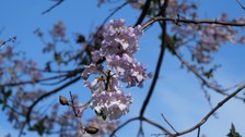 Gehölz mit glockenförmige, lilafarbenen Blüten