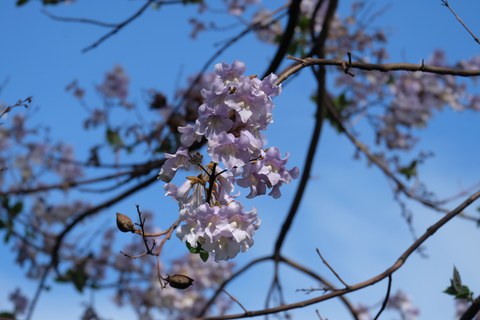 Gehölz mit glockenförmige, lilafarbenen Blüten
