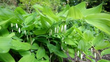 Stängel mit hellgrünen, wechselständigen Blättern und einzeln hängenden, röhrigen, weißen Blüten 