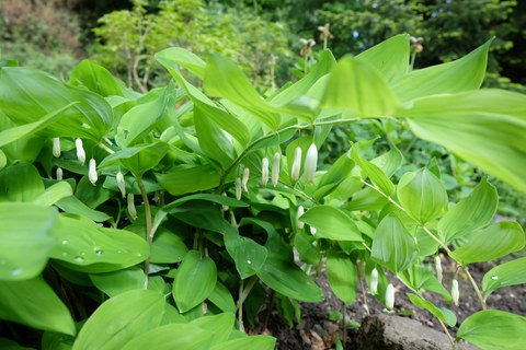 Stängel mit hellgrünen, wechselständigen Blättern und einzeln hängenden, röhrigen, weißen Blüten 