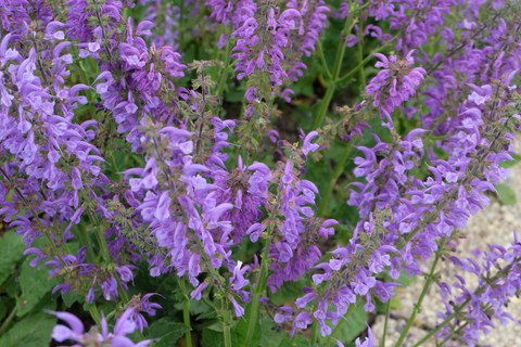 Blütenstände mit violetten Lippenblüten