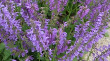 Blütenstände mit violetten Lippenblüten
