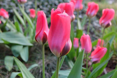 geschlossene Tulpen mit rosroten, am Ansatz dunkelroten Blütenblätten