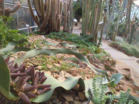Blick ins Sukkulentenhaus