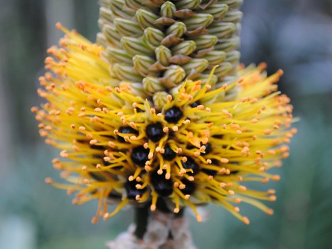 Blütenstand von Aloe spicata