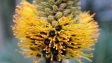 Blütenstand von Aloe spicata