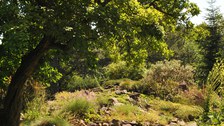 Blick auf den Mispel-Baum im Alpinum