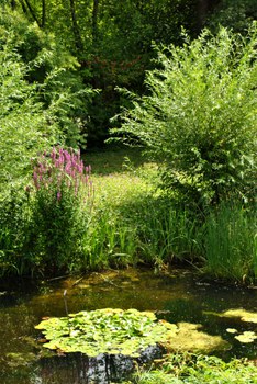 Teich im Alpinum