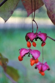 Früchte von Euonymus latifolius